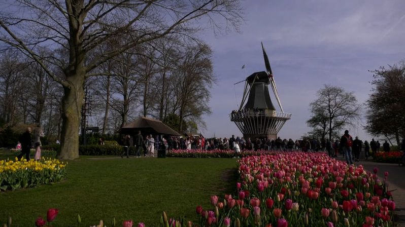 V Nizozemsku se po dvou letech otevřela slavná květinová zahrada